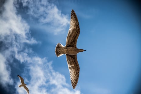 sea-gull-bird-sky-nature.jpg